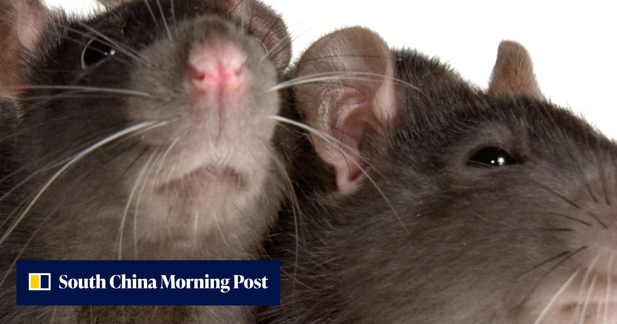 Live Rats Rodents beware: Jakarta offers cash reward for live rats in vermin ...