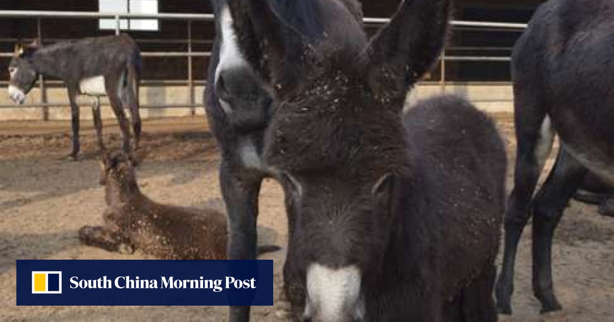 2点まとめ goodenough donkey shantii chino 2点まとめ goodenough donkey shantii chino