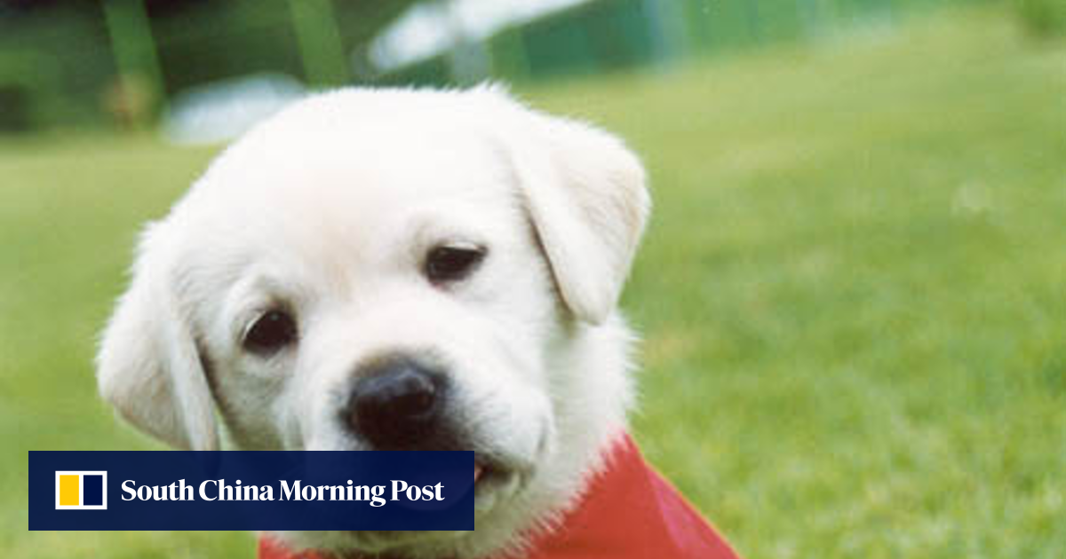 Secondhand smoking can kill your pet South China Morning Post