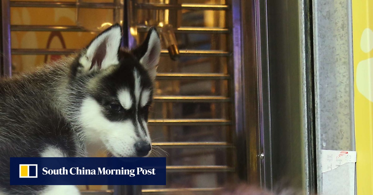 Doubts over enforcement of Hong Kong’s tighter dog breeding laws