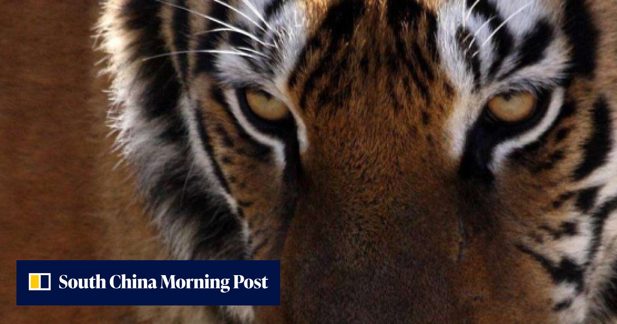 ‘No one is safe after dark’: Indian villages terrorised by tiger ...