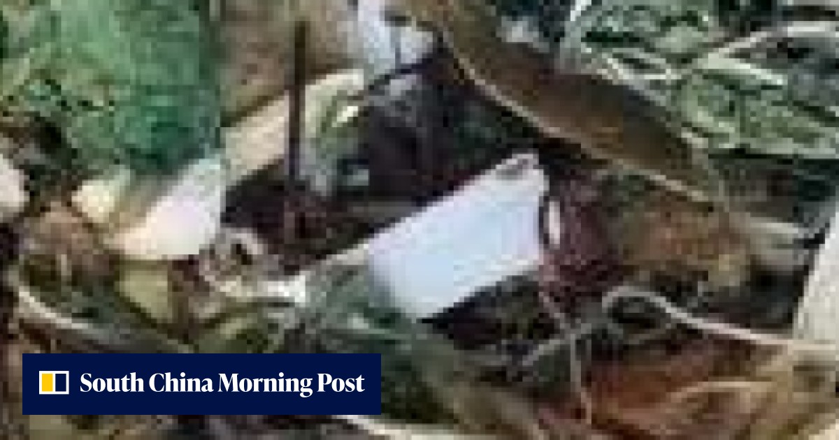 Two critically ill in San Francisco after drinking Chinatown tea with ...
