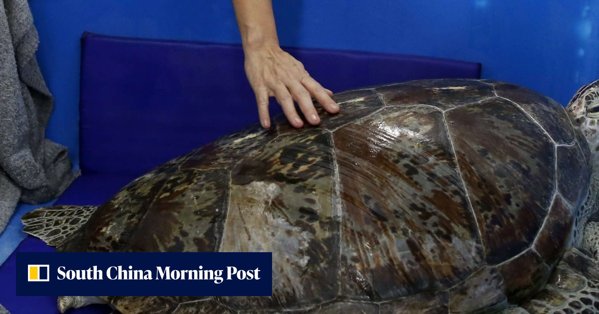 Thais Shell Thais shell-shocked as coin-swallowing turtle dies after surgery ...