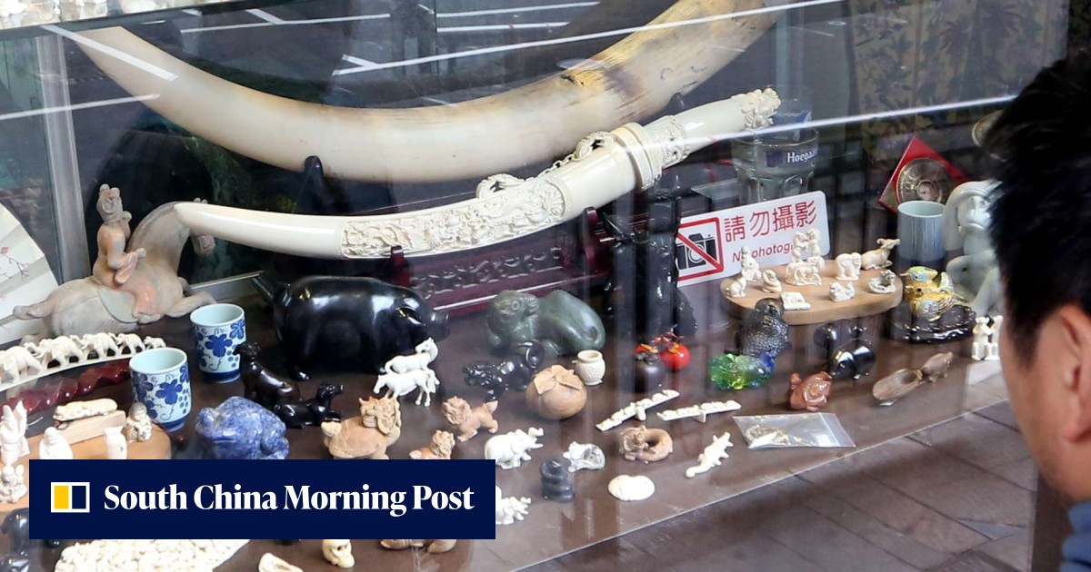 Hong Kong’s ivory traders should back the total ban, as they have ...