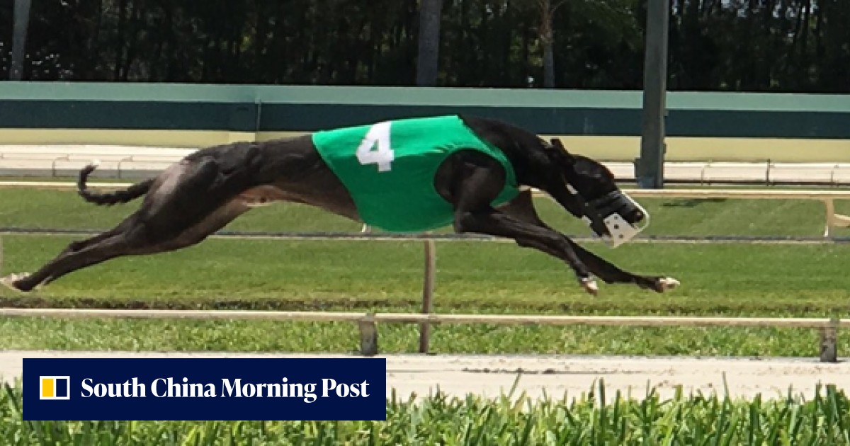 On the rails: Florida racing greyhounds test positive for cocaine ...