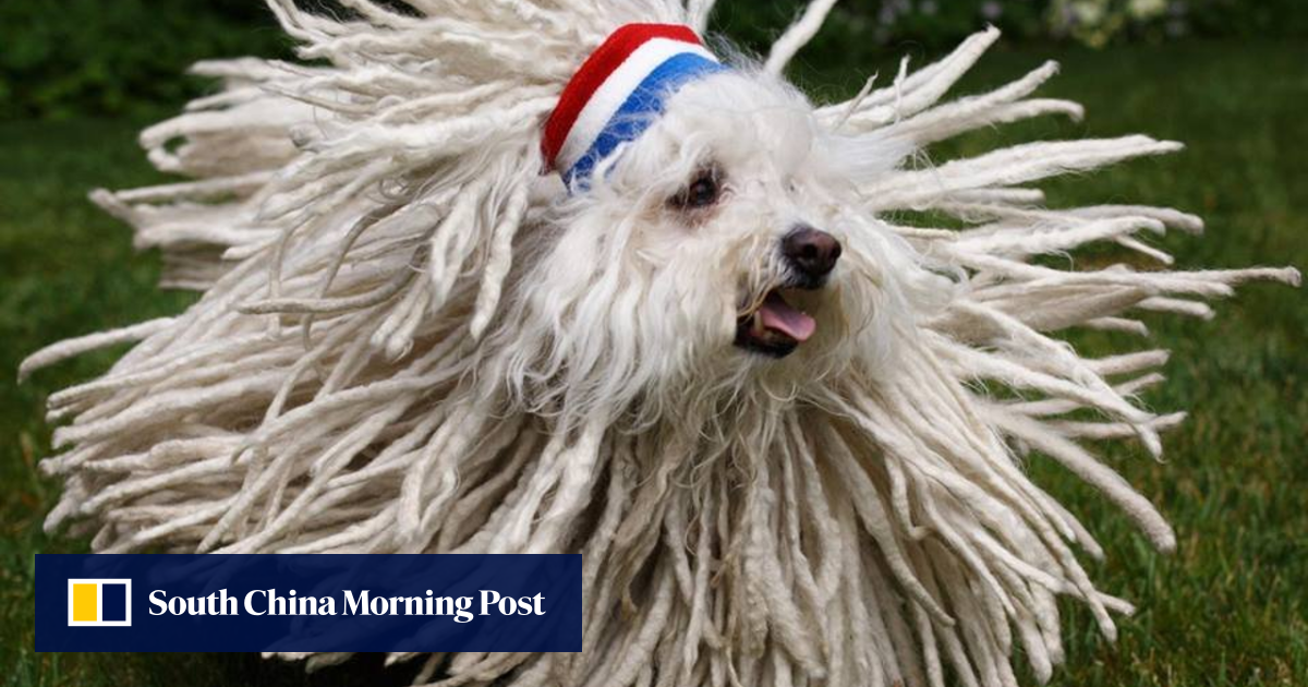 The dogs of the tech industry’s titans