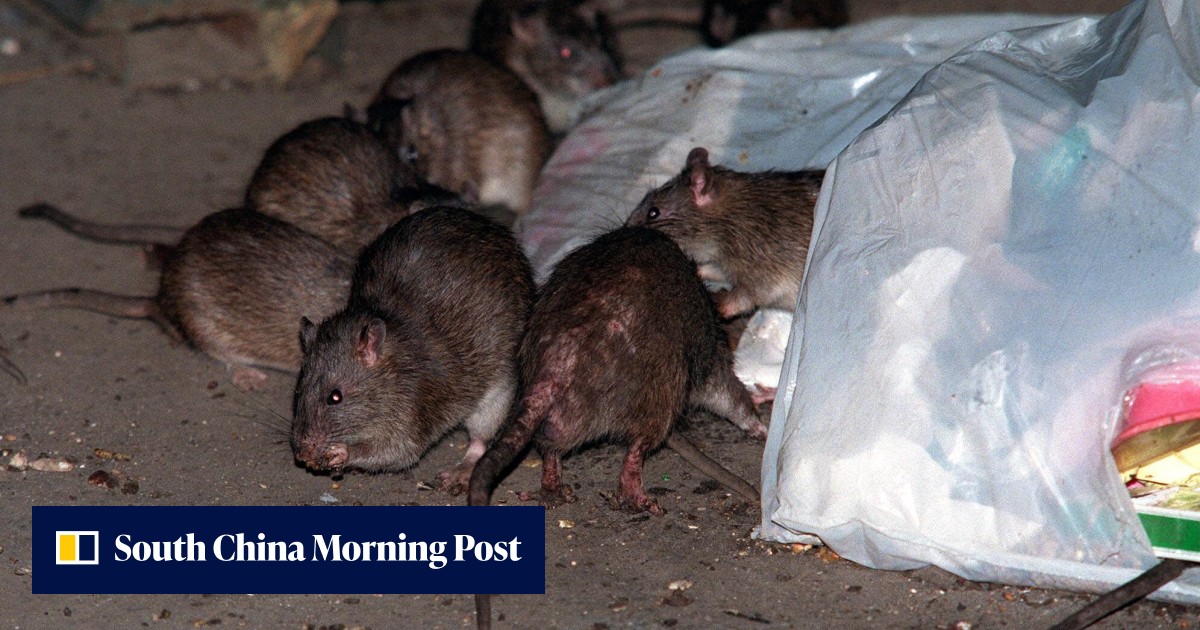 New York’s US$32m plan to reduce rat population | South China Morning Post