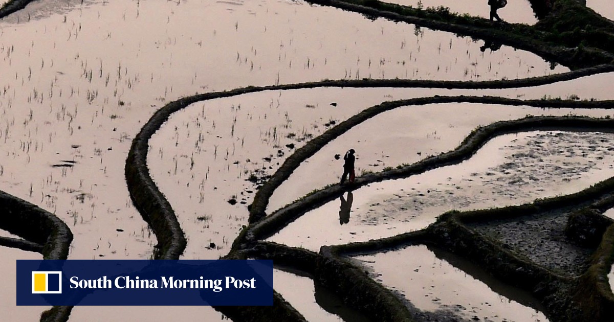 China allows imports of US rice for first time ever | South China ...