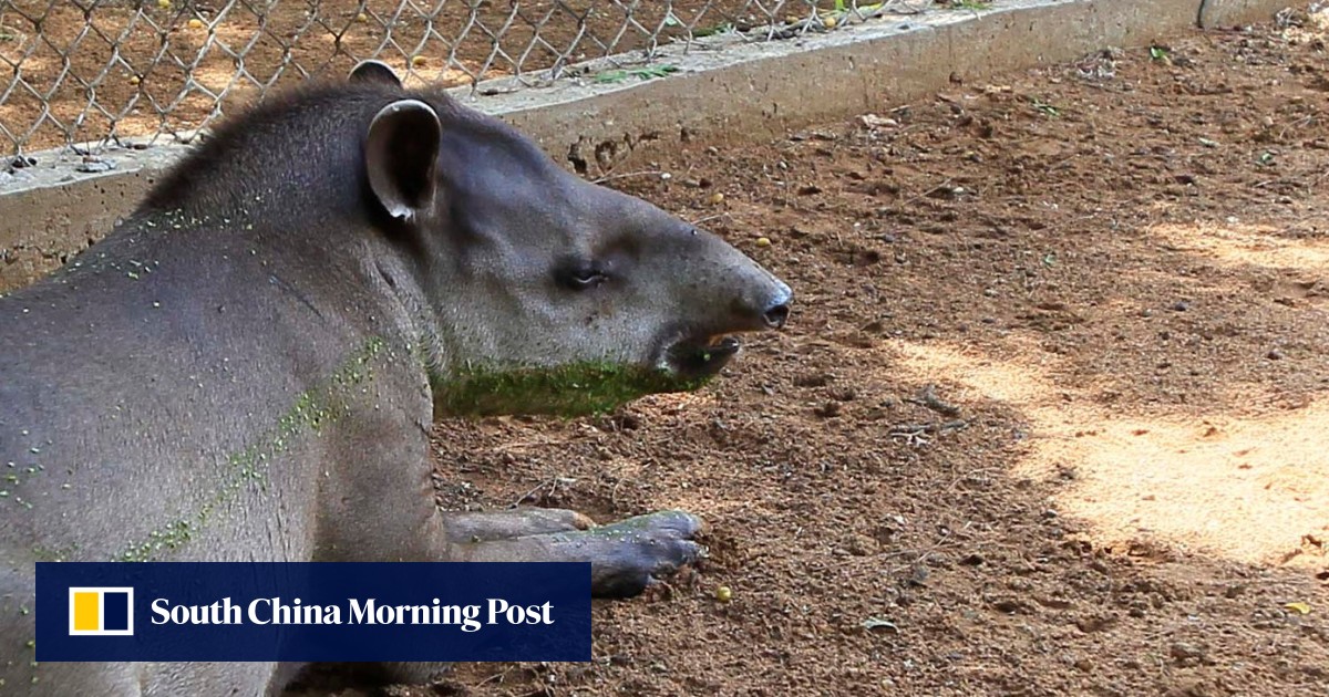 Venezuela police think hungry thieves ate exotic zoo animals South