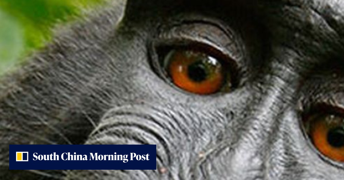 Lawyers for monkey who took famous selfie agree to settle copyright ...