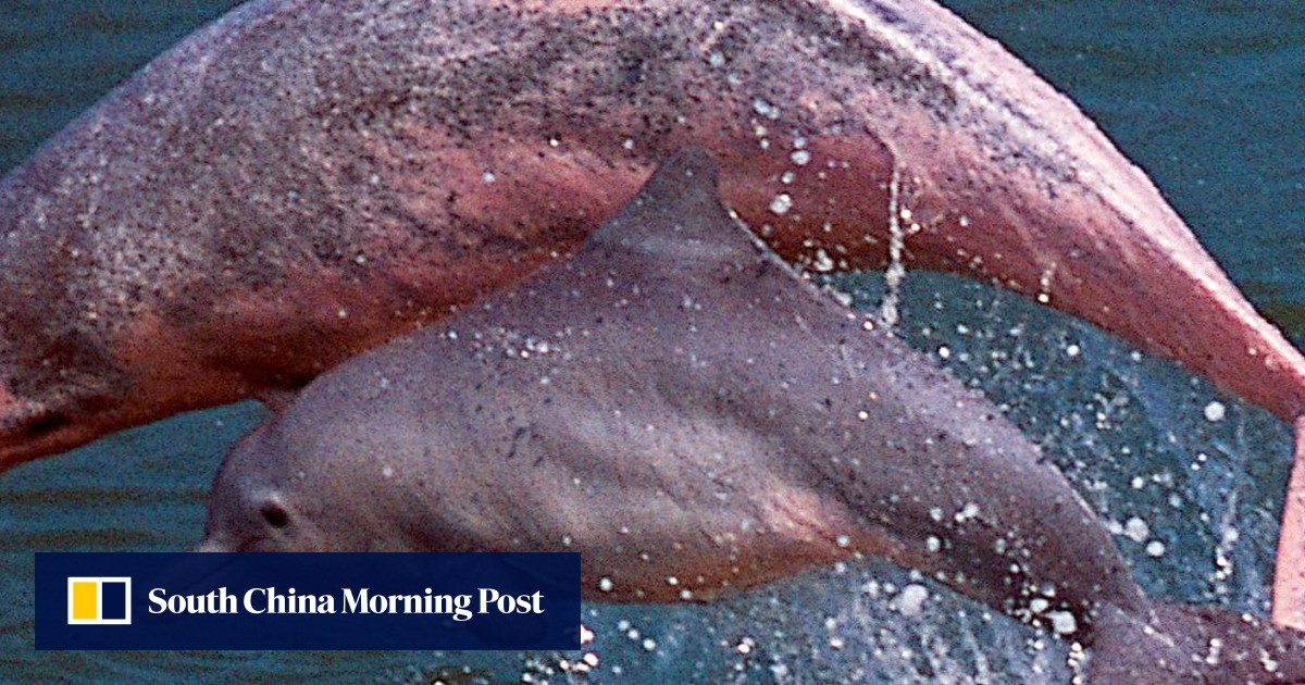 How a Hong Kong swimwear brand Mazu is giving back to endangered pink dolphins that inspired