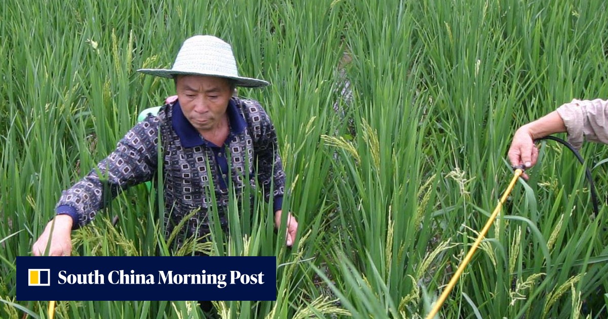 China’s largest fertiliser maker Sinofert sells stake in key production ...