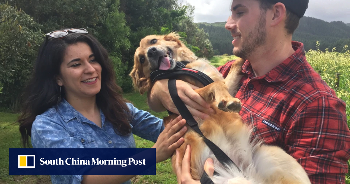 Emotional reunion after couple spend US11k bringing dog to New Zealand