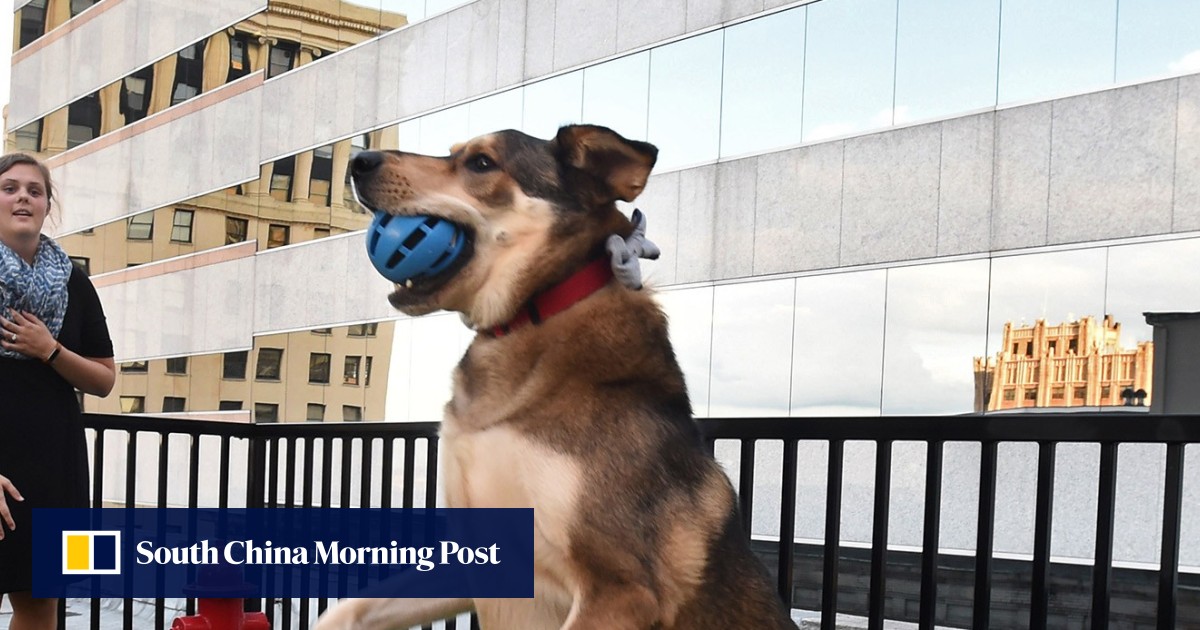 Owning dogs may be great for your heart and lower risk of death, study