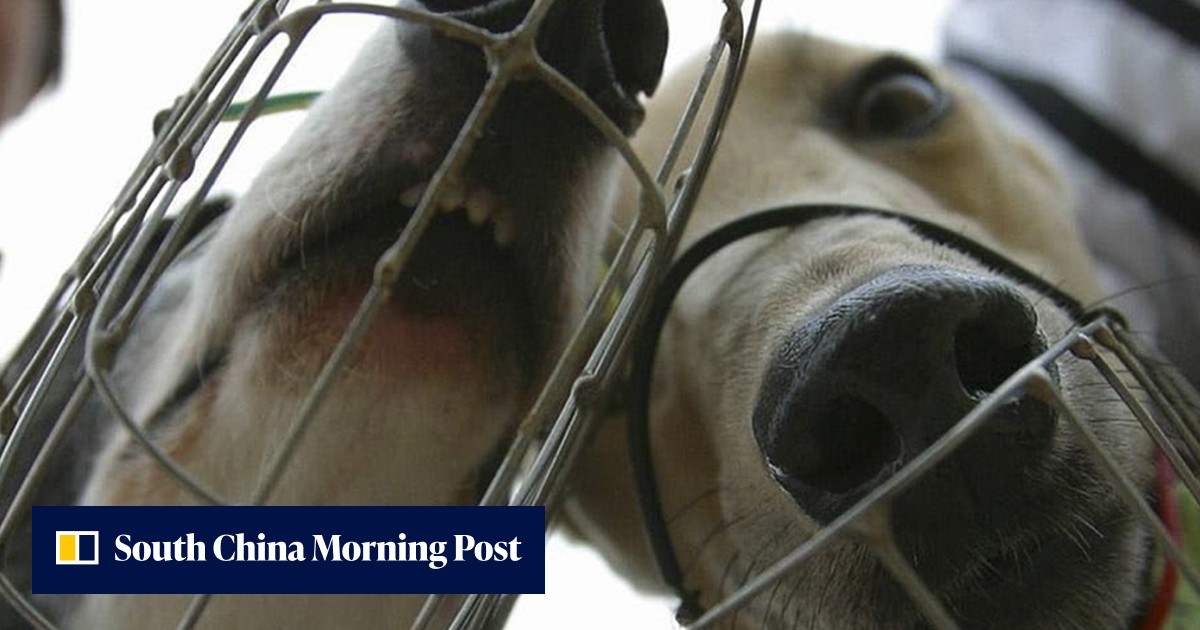New law prevents Australian greyhounds being taken to China after dogs ...