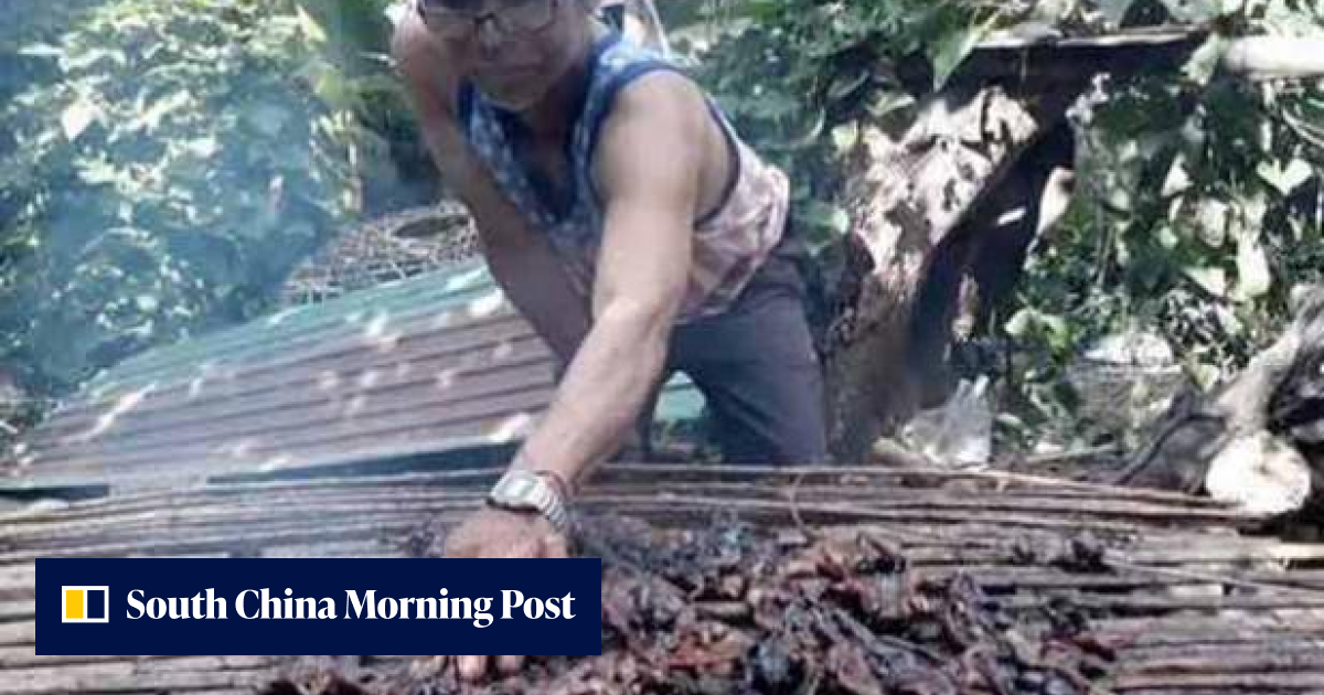 Grilled rats lucrative career for villagers in Thai province | South ...