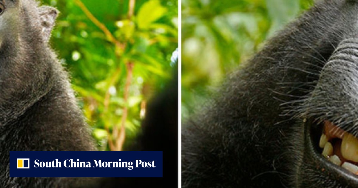 Asia in 3 minutes: Indonesia’s selfie-taking simian is having a laugh ...