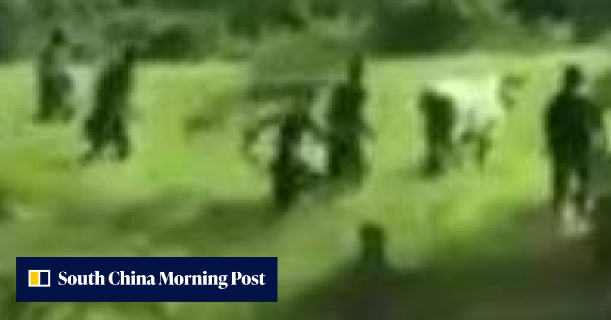 Video | Hungry mob reportedly slaughters cattle in field as food riots ...