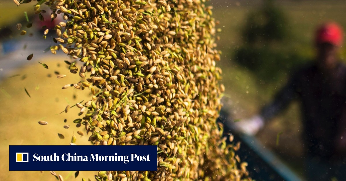 Experimental Chinese GM rice strain wins landmark US approval. But it’s ...