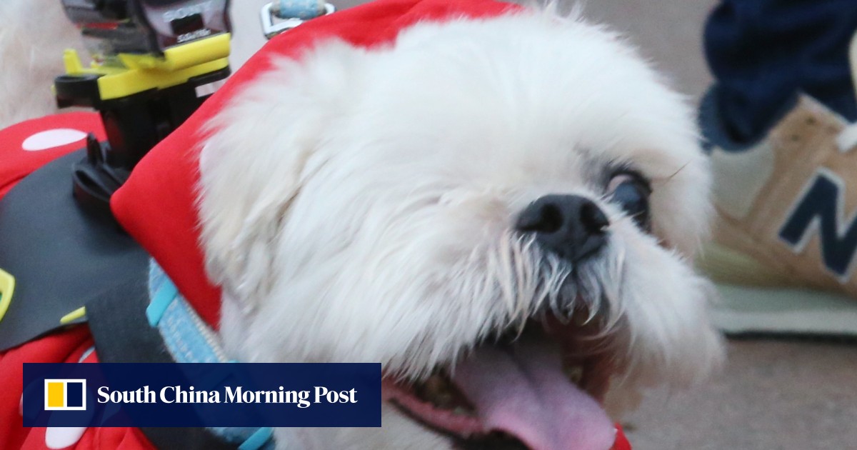 Do Hong Kong dogs really need boots jumpers strollers Vets give