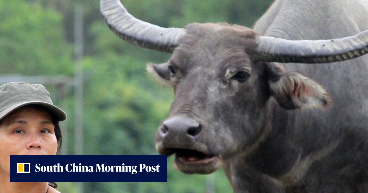 Horns of a dilemma: what can be done about Hong Kong’s feral cows ...