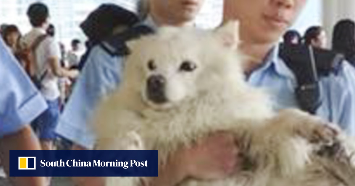 Full force of Hong Kong law needed in animal cruelty cases South