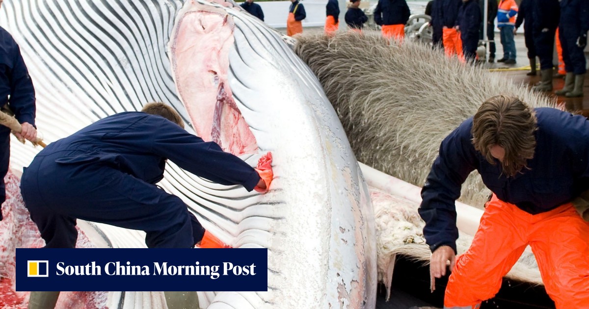 Iceland aims to kill 191 endangered fin whales this year as it resumes ...