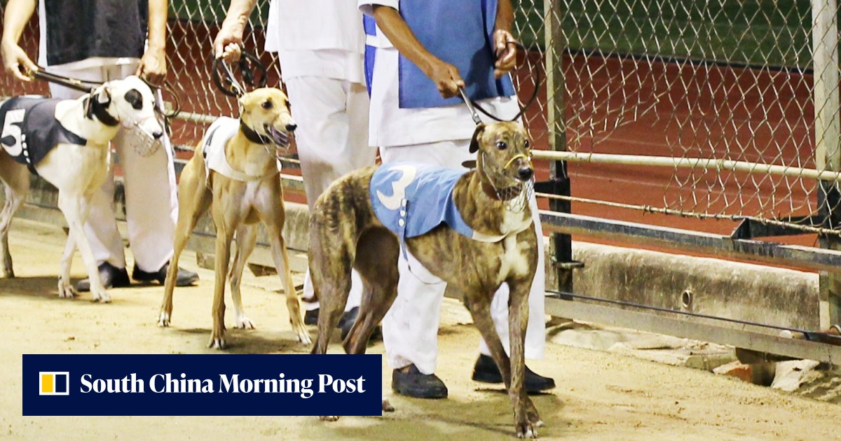 Exclusive | After Macau closes Asia’s only greyhound racing facility ...