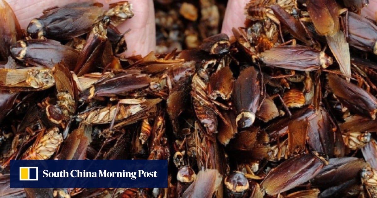 A giant indoor farm in China is breeding 6 billion cockroaches a year ...