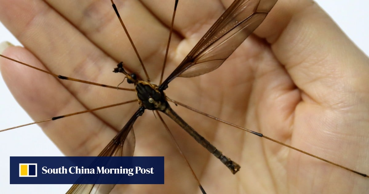 World s Biggest Mosquito With 11cm Wing Span Found In Southwest China world-s-biggest-mosquito-with-11cm-wing-span-found-in-southwest-china