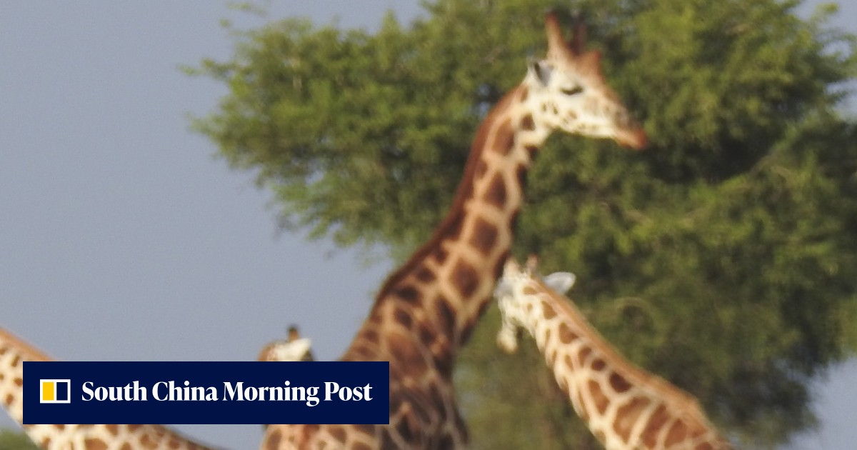 Giraffe expert raises fears the animal faces extinction if conservation ...