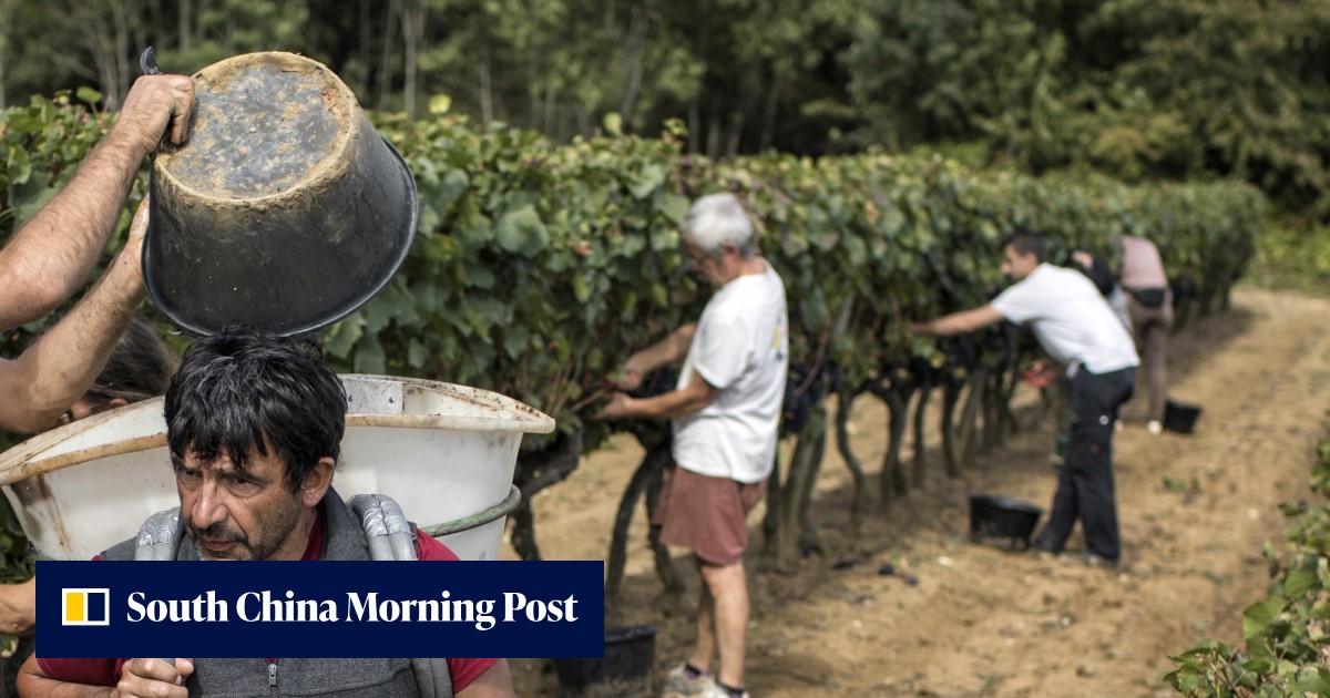 How climate change makes winner and loser of world’s vineyards
