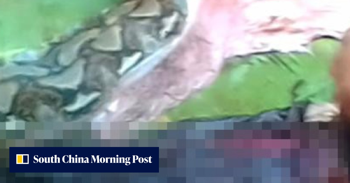 A woman in Indonesia went to check her corn and was swallowed by a ...