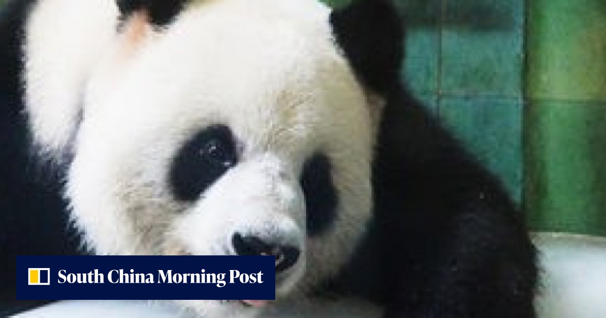 Chinese zoo suspends keeper over ‘mistreatment’ of giant panda | South ...
