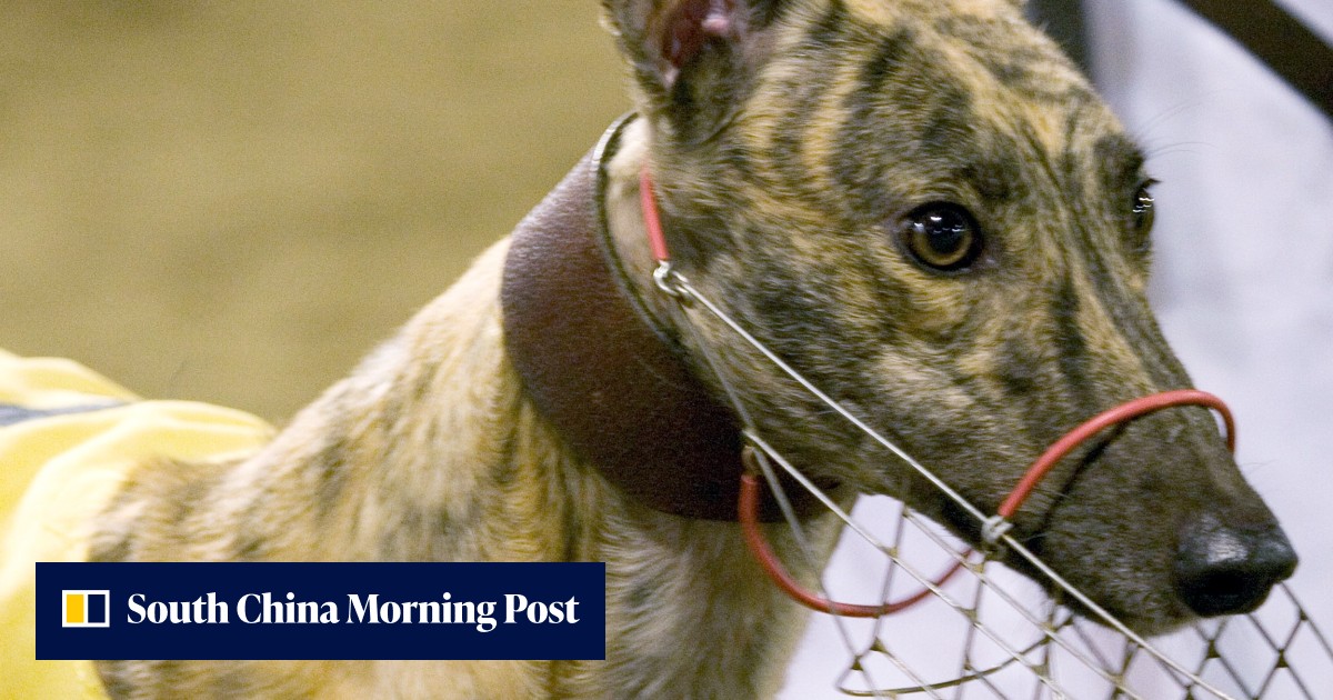 Macau’s racing greyhounds get speedier path to adoption in Hong Kong as ...