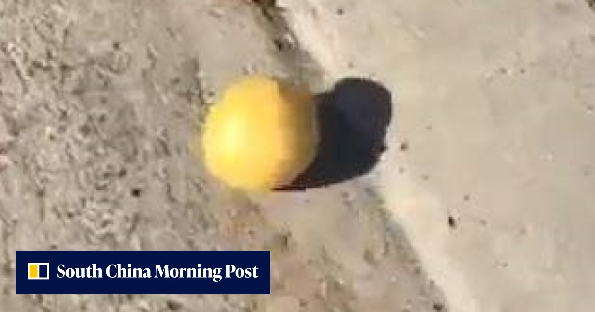 A lemon rolling down a hill is the latest viral video star, with almost ...
