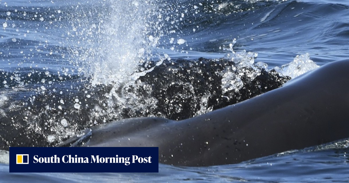 Grieving orca mother carries dead calf for days as killer whales fight ...