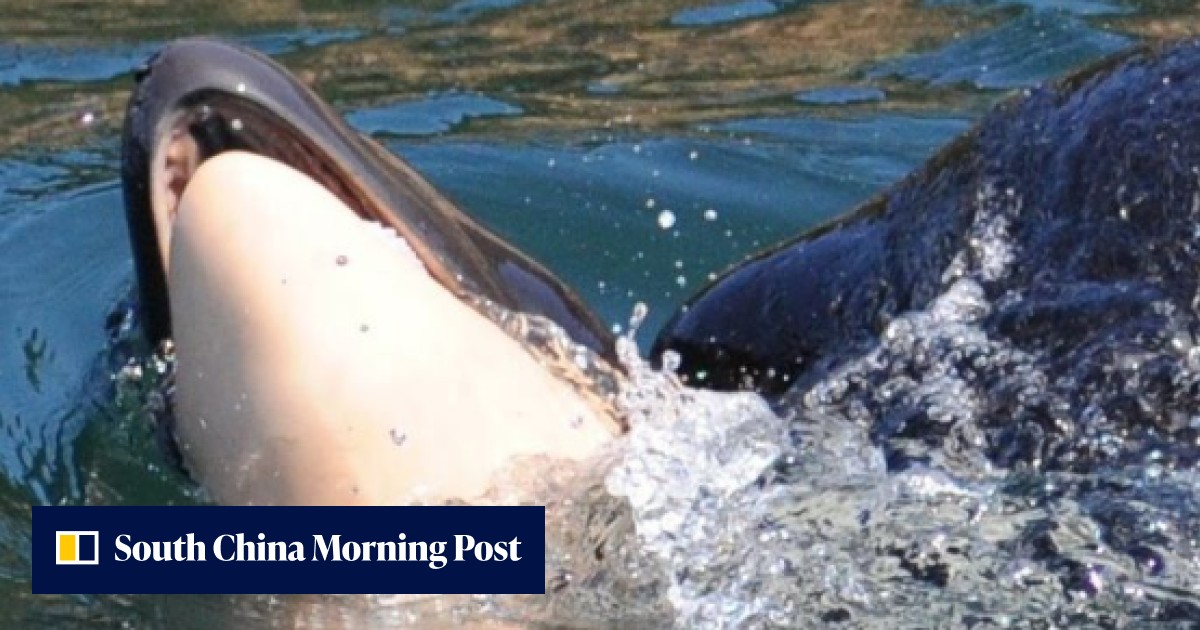 Grieving ordeal of mother orca, who carried her dead calf for 17 days ...