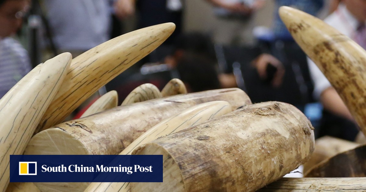 Delay on full ban of ivory trade in Hong Kong could encourage elephant ...