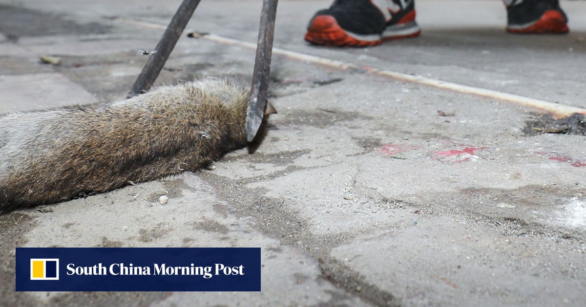 Hong Kong’s rat problem could be worse than first thought as pest