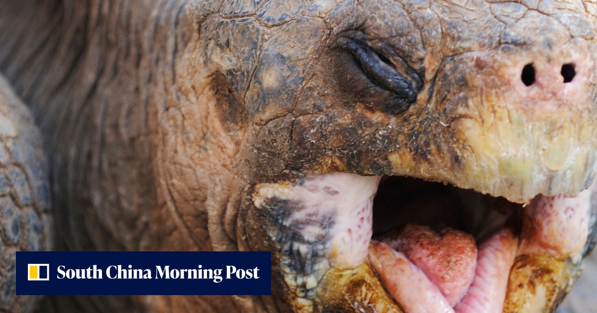 Scared of turtles? Petrified of pigeons? How phobias happen, and what ...