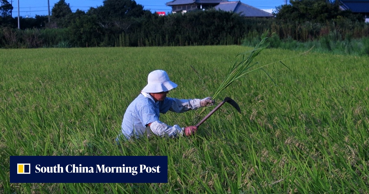 Japan looks to foreign markets as domestic demand for rice wanes ...
