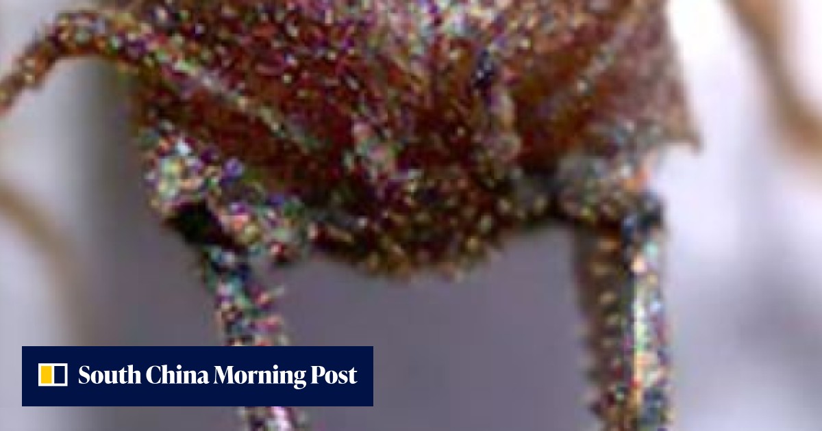 Beware the Dracula ant: its killer jaws are nature’s fastest at 320km/h ...