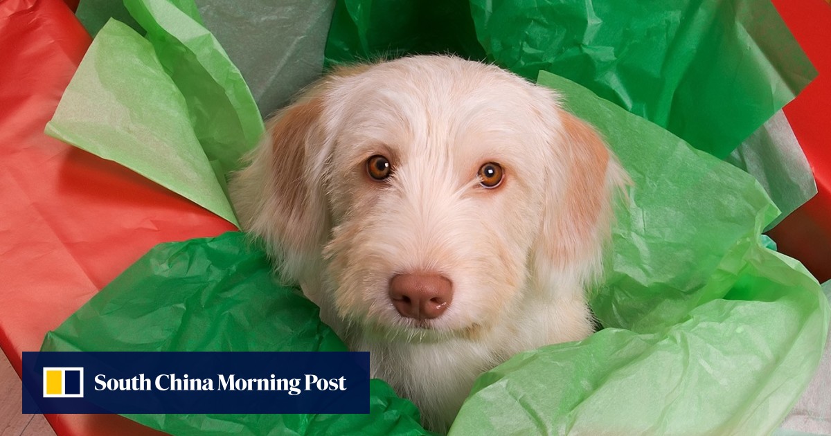 UK bans pet shops from selling puppies and kittens South China