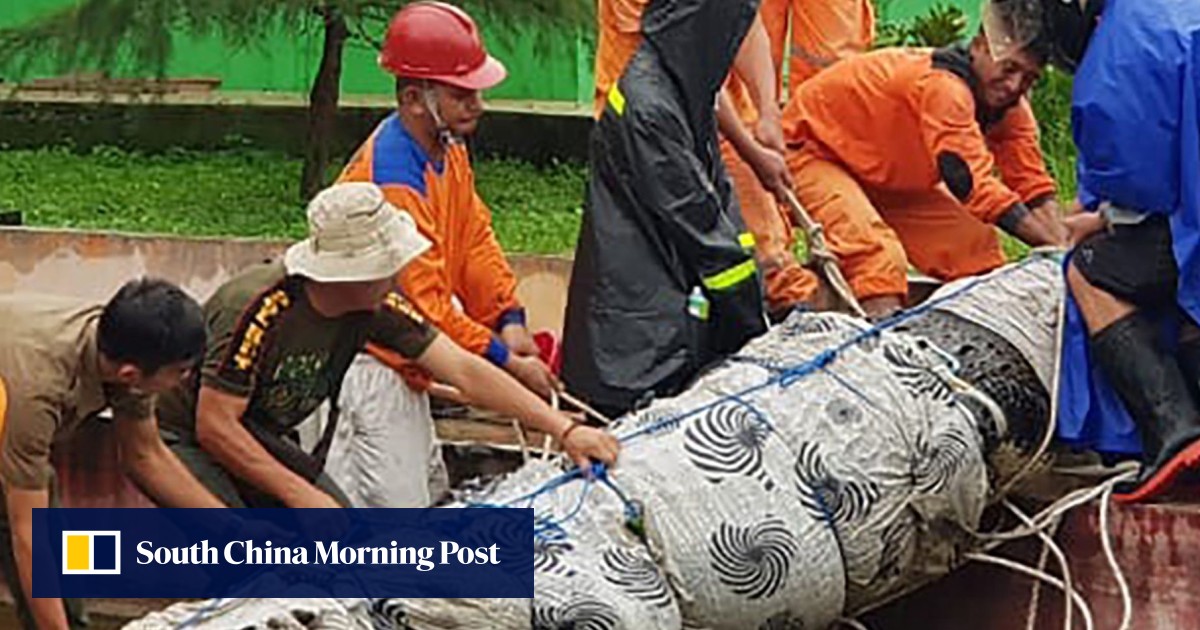 Indonesian woman eaten by 14-foot pet crocodile named ‘Merry’ after