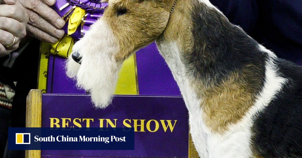Westminster dog show store wire haired fox terrier