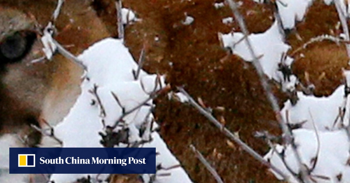 Colorado jogger strangles mountain lion to death with bare hands after attack on trail near