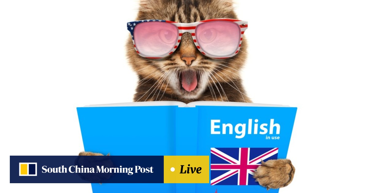 Can Cats And Dogs Talk An Animal Communicator Speaks To Our Cat