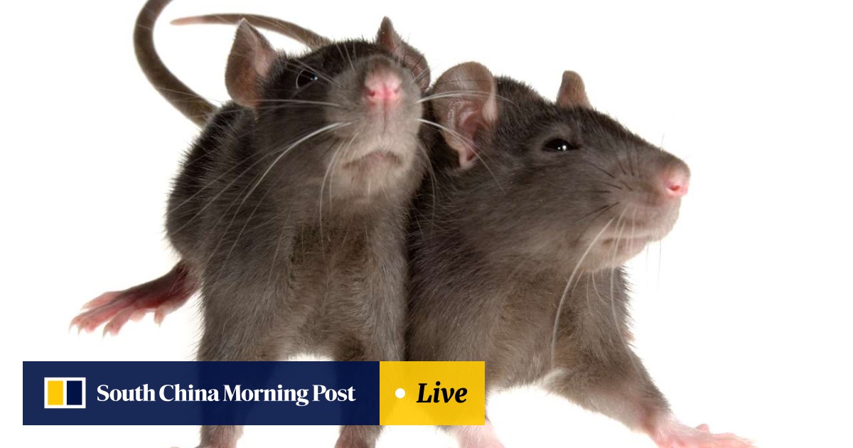 Rodents beware: Jakarta offers cash reward for live rats in vermin  clampdown