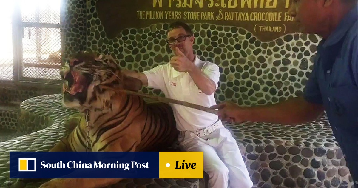 Thai zoo under fire after video of staff repeatedly poking tiger's face  with stick goes viral